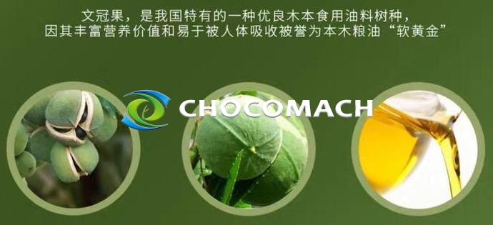 防風(fēng)固沙 “獨(dú)苗” 文冠果 | 北方油茶文冠果 | 58% 油脂率撐起的食品、能源與生態(tài)版圖